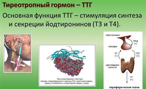 Важность йода для нормализации уровня ТТГ