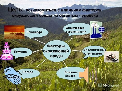 Важность лесных ресурсов для российской экономики