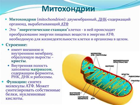 Важность митохондрий для жизнедеятельности клеток