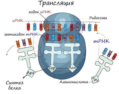 Важность определения аминокислот по иРНК