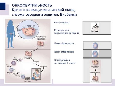 Важность оптимального времени проведения процедуры сохранения яйцеклеток