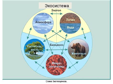 Важность открытого биосинтеза для экосистем