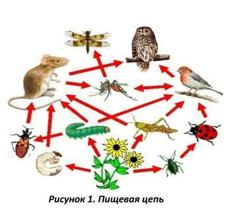 Важность пищевой цепи для животных