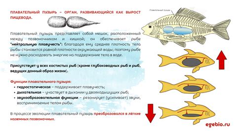 Важность плавательного пузыря для рыб