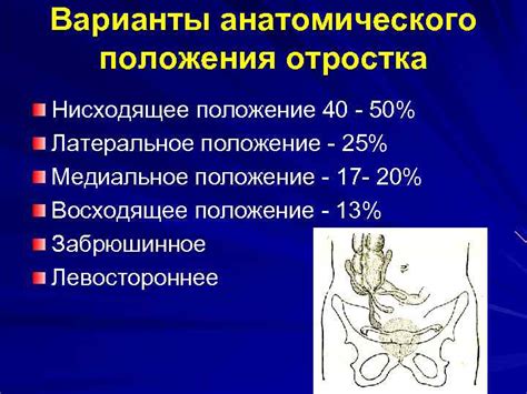 Важность правильного анатомического положения