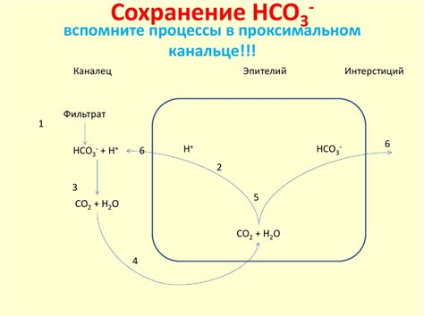 Важность правильного грунта и оптимального кислотно-щелочного баланса