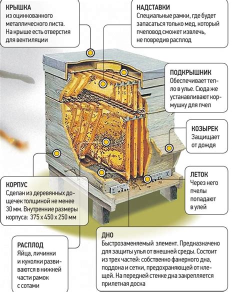 Важность правильной переноски улья для пчел