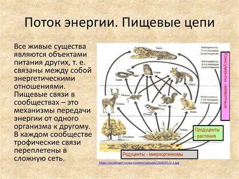 Важность пчел в пищевой цепочке