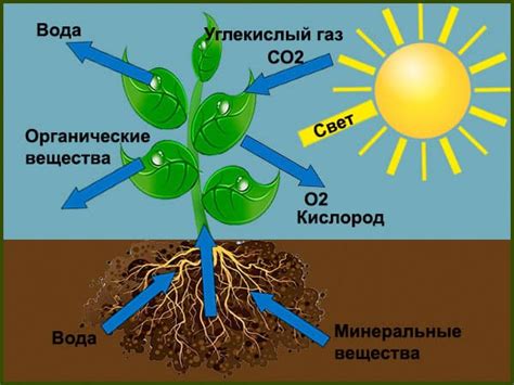 Важность растений для живых организмов