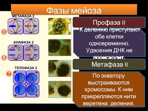 Важность удвоения при подготовке клетки к делению