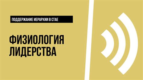 Важность установления иерархии в стае