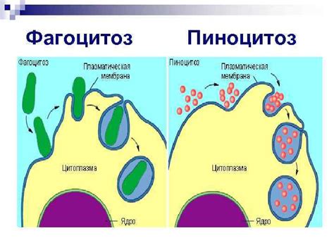 Важность фагоцитоза и пиноцитоза для пищеварения у животных