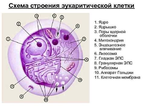 Важность цитоплазмы для организма