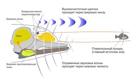 Важность эхолокации для дельфинов: механизмы и особенности работы