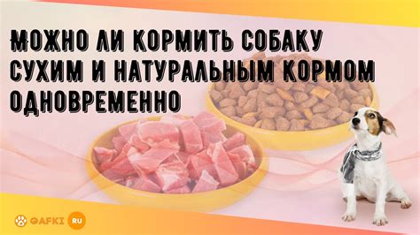 Важно соблюдать баланс между сухим и натуральным кормом для щенка