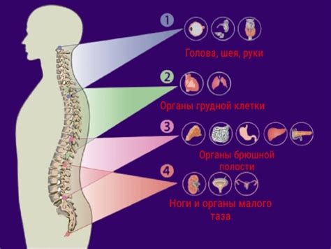 Важные аспекты работы с внутренними органами