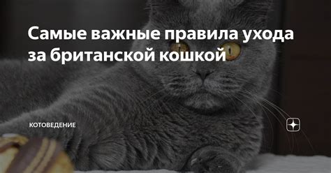 Важные аспекты ухода за кошкой без помощи