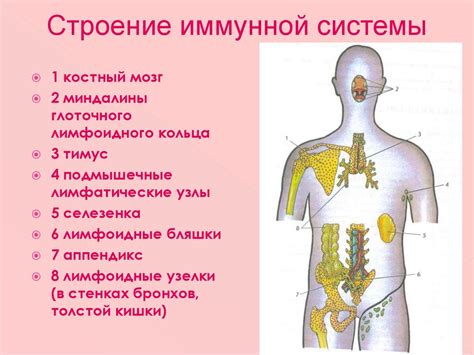 Важные для иммунной системы элементы