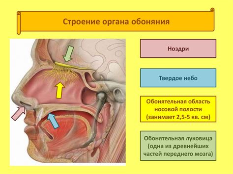 Важные меры для нормализации обоняния и вкуса