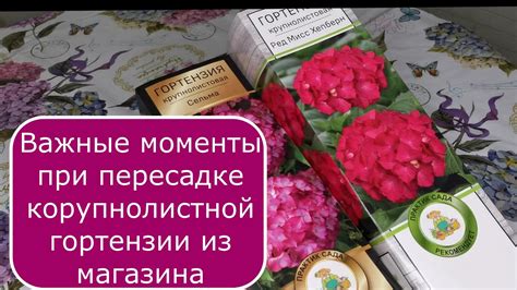 Важные моменты после пересадки