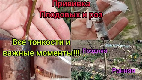 Важные моменты при защите роз от мороза: