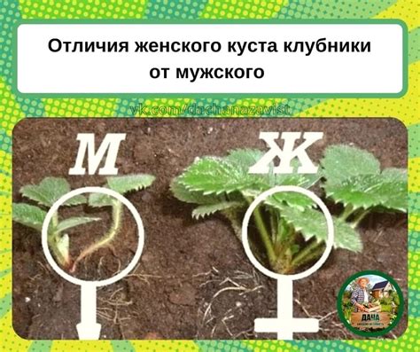 Важные моменты при определении мужской и женской клубники