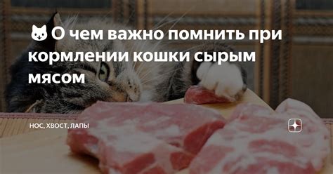 Важные правила при кормлении мясом