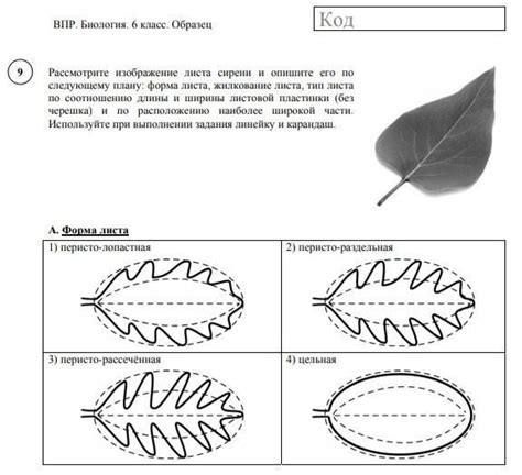 Важные правила при рисовании листа сирени карандашом