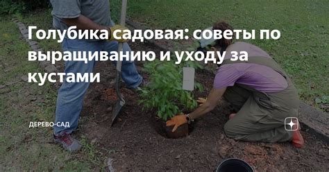 Важные советы по содержанию и уходу за землей