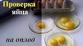 Важные условия и требования для успеха инкубации яиц