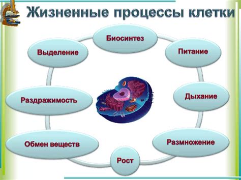 Важные функции клетки для жизнедеятельности организма