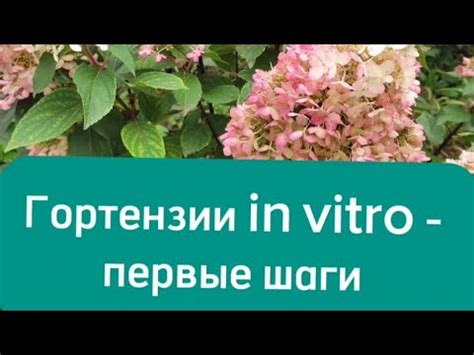 Важные шаги перед пересадкой комнатной гортензии