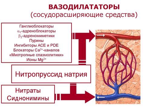 Вазодилатация кровеносных сосудов