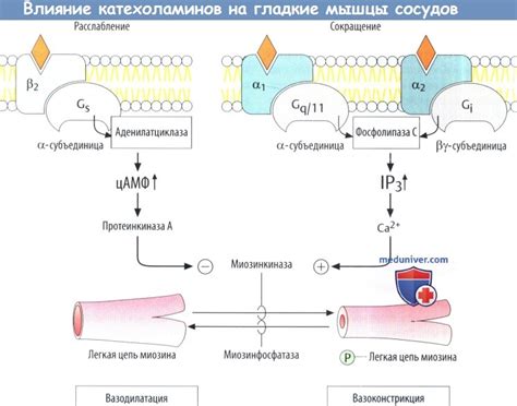 Вазодилатация организма