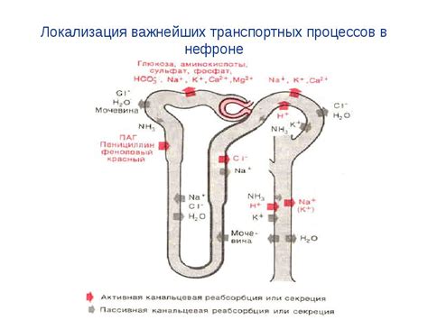 Вазопрессин и функция почек: особенности водно-солевого обмена