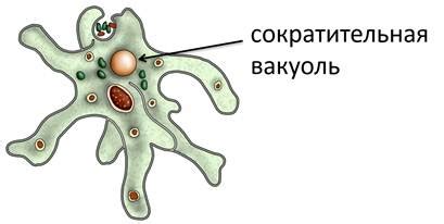 Вакуоли и управление тургорным давлением