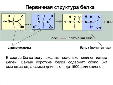 Валентные связи между аминокислотами