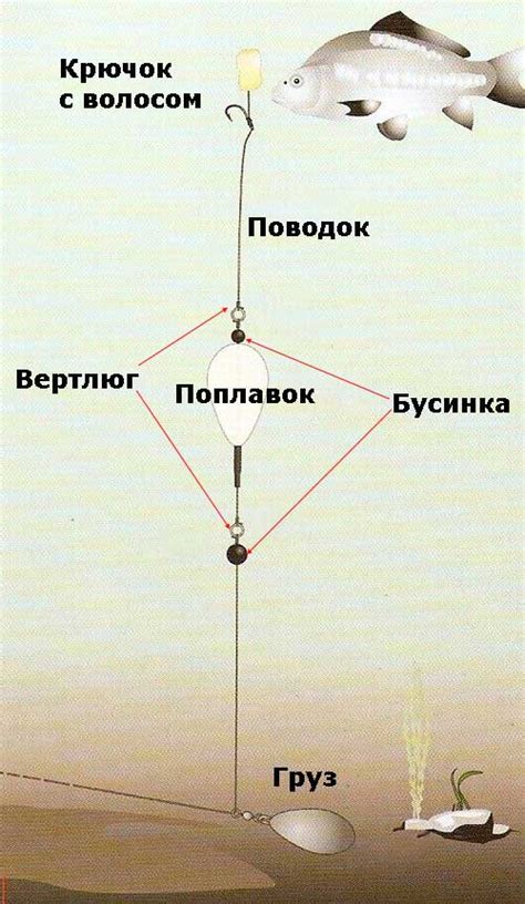 Вариации активности карпа в холодную погоду