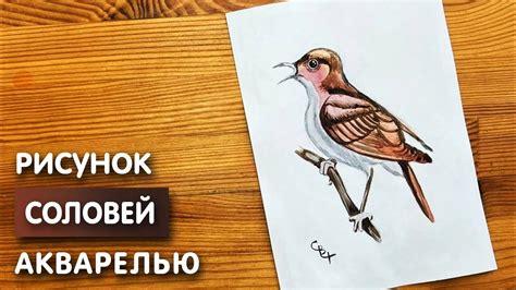 Вдохновляющие идеи для рисования птицы соловья