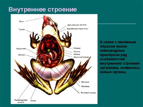 Ведущая роль внутреннего оплодотворения у животных с наземным образом жизни