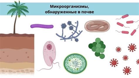 Венерические инфекции: вредные микроорганизмы