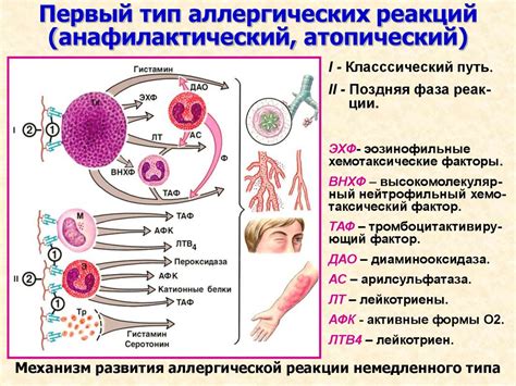 Вероятные причины аллергической реакции