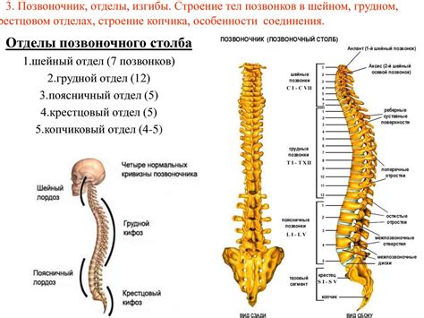 Верхняя часть позвоночника и воздействие на органы