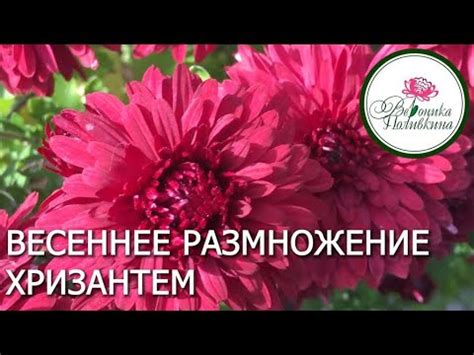 Весеннее деление хризантем