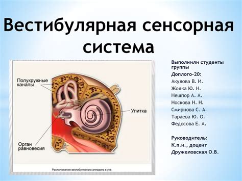 Вестибулярная система и головокружение