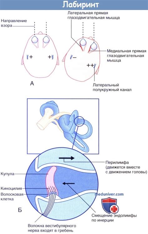 Вестибулярные проблемы и поворот головы козы