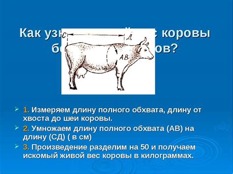 Вес быка: важность и способы измерения