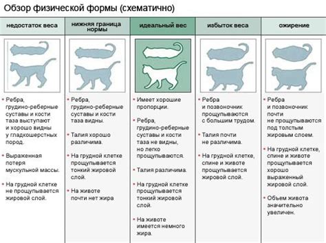 Вес кошки и его влияние