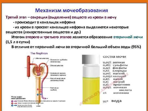 Вещества присутствующие в моче