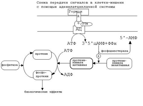 Взаимодействие аденилатциклазной системы с другими молекулярными компонентами